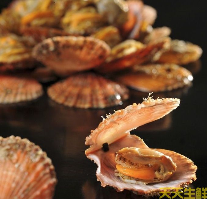 廣州送菜公司分享：常見(jiàn)的海鮮貝類(lèi)有哪些？(圖6)