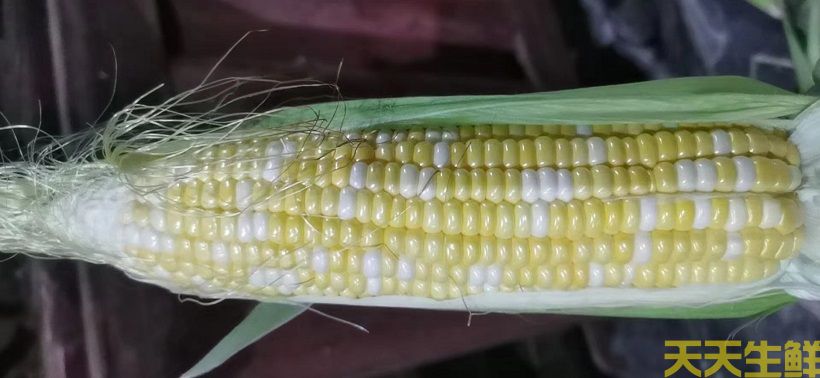 廣州農(nóng)產(chǎn)品配送告訴你，常見玉米的品種有哪些？(圖5)
