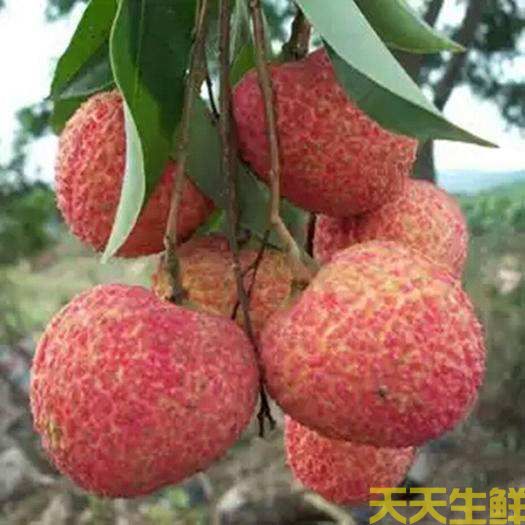 荔枝的品種有哪些？廣州蔬菜配送公司科普(圖5)