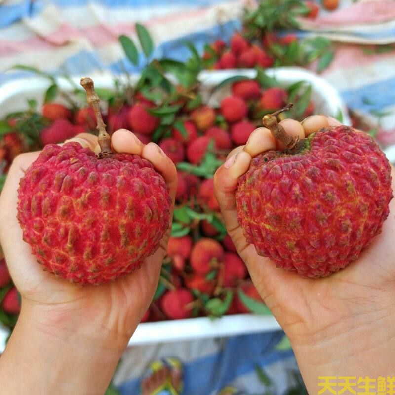 荔枝的品種有哪些？廣州蔬菜配送公司科普(圖6)