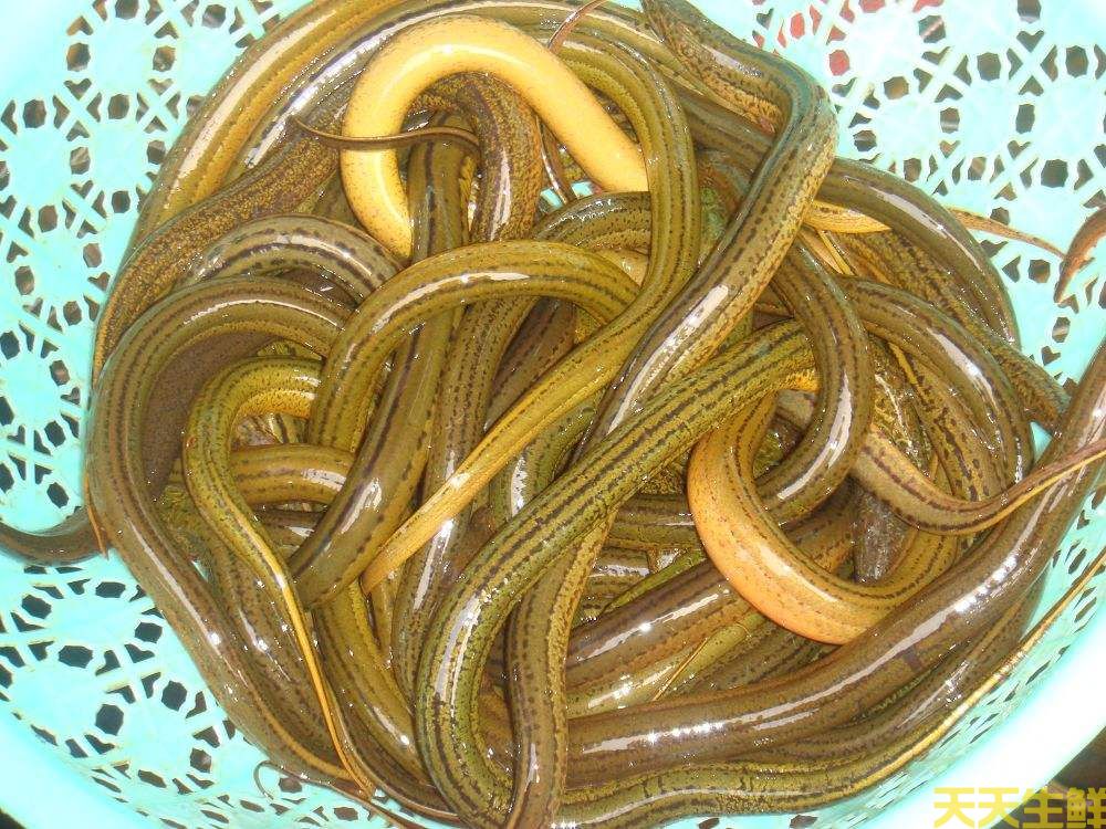 天氣炎熱吃什么好？廣州蔬菜配送公司推薦你8種食材(圖8)