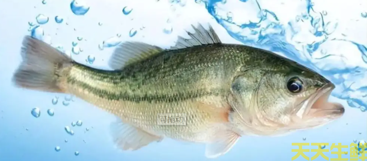 廣州蔬菜配送公司分享：河鱸魚和海鱸魚的區(qū)別？(圖2)