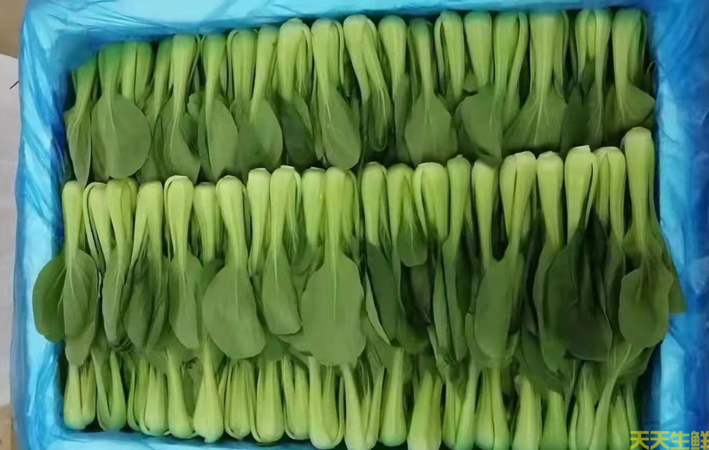 2024年7.8月份蔬菜價(jià)格為什么連續(xù)上漲(圖2) 2024年7.8月份蔬菜價(jià)格為什么連續(xù)上漲(圖2)