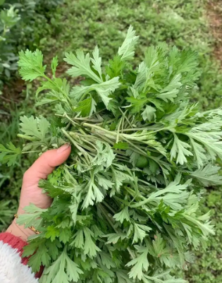 清明時(shí)節(jié)話(huà)艾果(圖3)